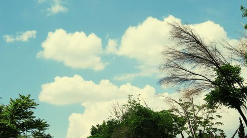 Low angle view of silhouette trees against sky