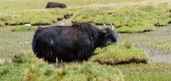 Yak in a field