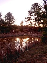 Reflection of trees in lake