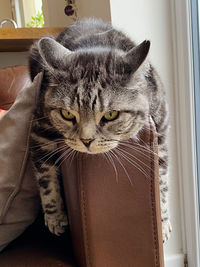 Close-up portrait of tabby cat at home