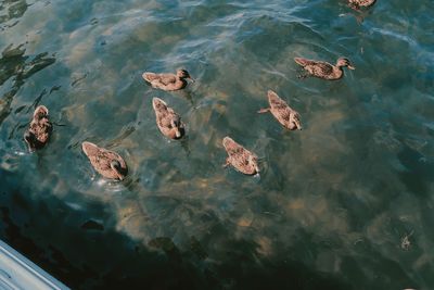 High angle view of ducks swimming in lake