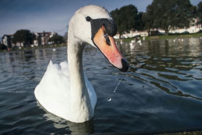 White swan in calm water