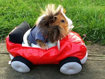 High angle view of guinea pig in car shape cushion against field