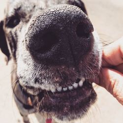 Close-up of a dog