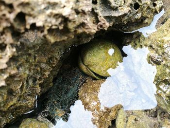 Close-up of snake on rock