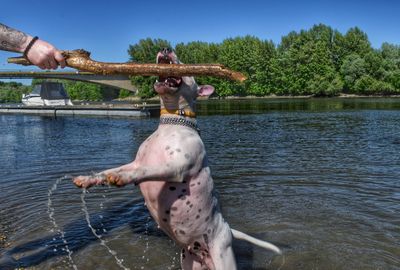 Dog jumping on river against clear sky