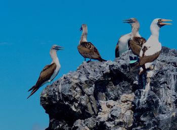 Birds perching on water against clear blue sky