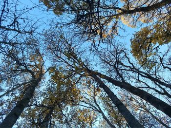 Low angle view of trees against sky