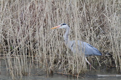 High angle view of gray heron perching on lake