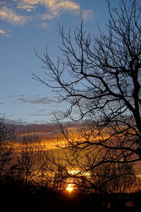 Silhouette of trees at sunset