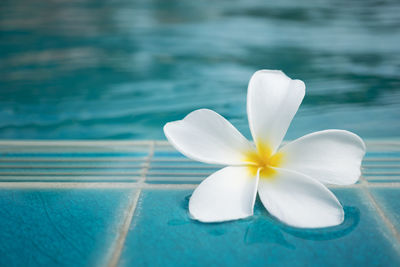 Close-up of white flower in swimming pool