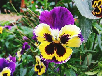 Close-up of purple flowers blooming outdoors
