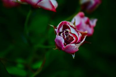 Close-up of pink rose blooming outdoors