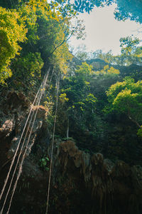 Trees in forest