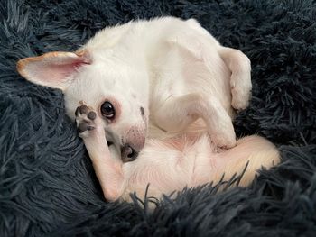 Close-up of cat lying on bed