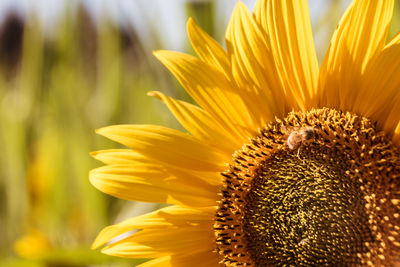 Sunflower flower with a bee in summer