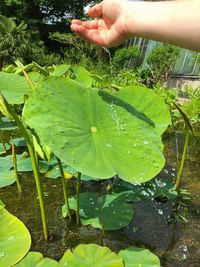 Close-up of hand holding plants