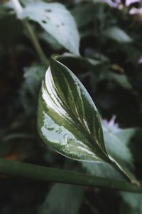 Close-up of raindrops on leaves