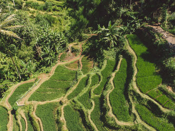 High angle view of rice terraces