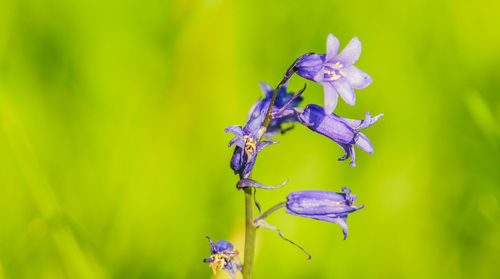 Close-up of purple flowers on plant