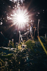 Sunlight streaming through plants