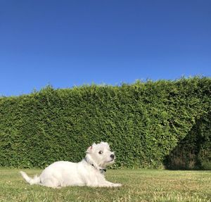 View of dog on field against clear sky