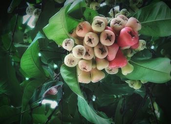 Close-up of flowers