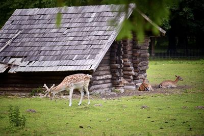 View of an animal on field
