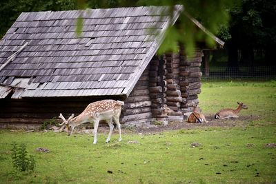 View of an deers on field