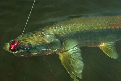 Close-up of fish swimming in sea