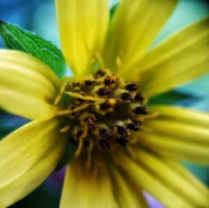 Close-up of yellow flower