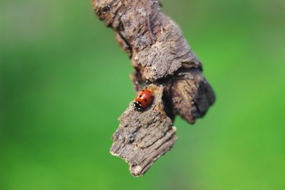 Close-up of insect on leaf