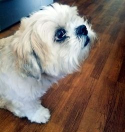 High angle portrait of puppy