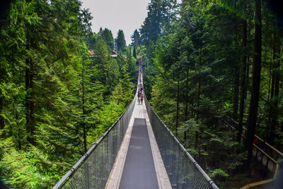 View of bridge in forest