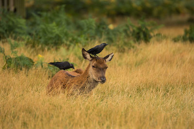 Wild black birds perching on deer