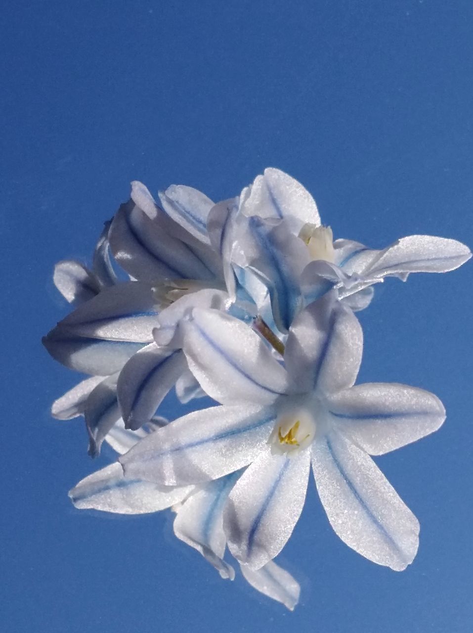 CLOSE-UP OF WHITE FLOWERING PLANT AGAINST BLUE SKY