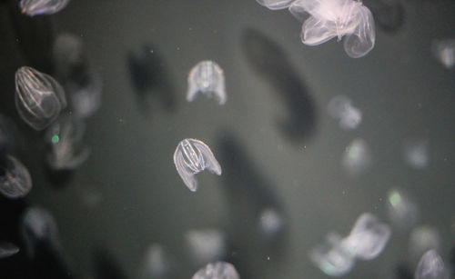 Close-up of fish swimming in sea