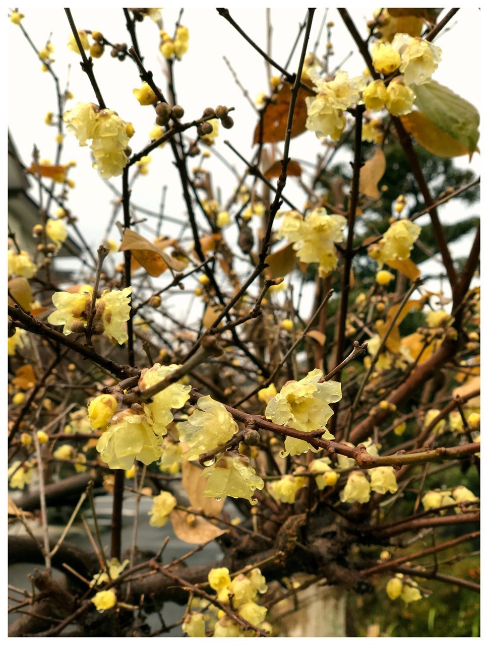 flower, growth, fragility, yellow, nature, branch, beauty in nature, freshness, blossom, tree, springtime, botany, day, no people, petal, outdoors, plant, close-up, flower head, blooming