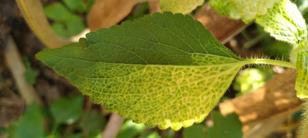 Close-up of green leaves