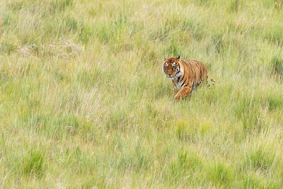 Tiger in a field