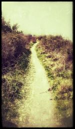 Dirt road amidst plants on field