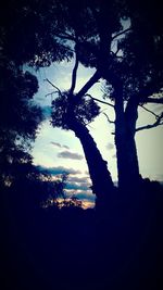 Low angle view of silhouette trees against sky