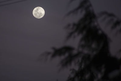 Low angle view of silhouette tree against sky at night