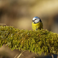 Close up on a bluetit perched on a mossy branch. blurred background with space for  copy.