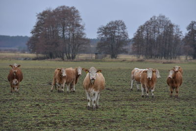 Horses in a field