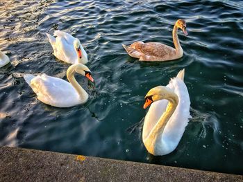 High angle view of swans swimming in lake