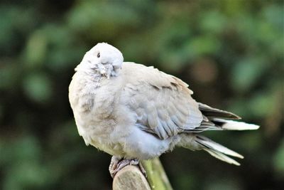 Close-up of bird perching on branch