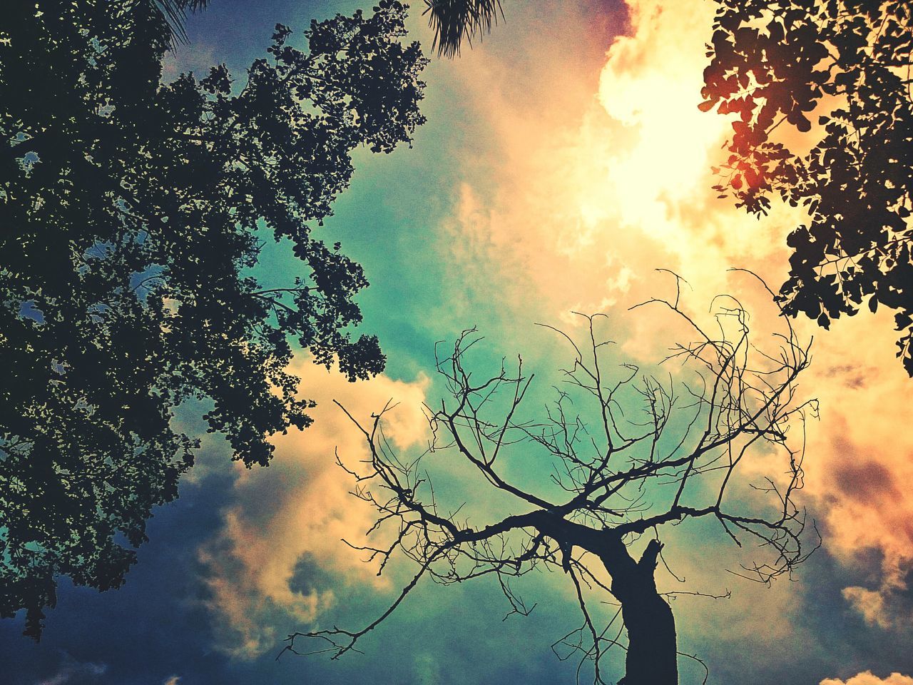 tree, sky, low angle view, tranquility, silhouette, beauty in nature, cloud - sky, scenics, sunset, branch, tranquil scene, nature, cloudy, sun, idyllic, growth, cloud, weather, sunlight, outdoors