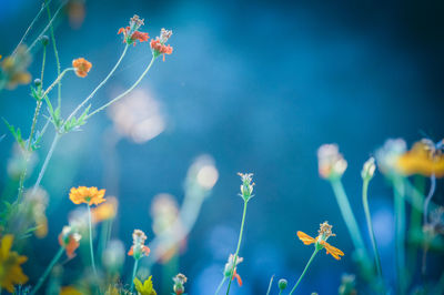 Close-up of flowers blooming outdoors