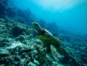 Green turtle